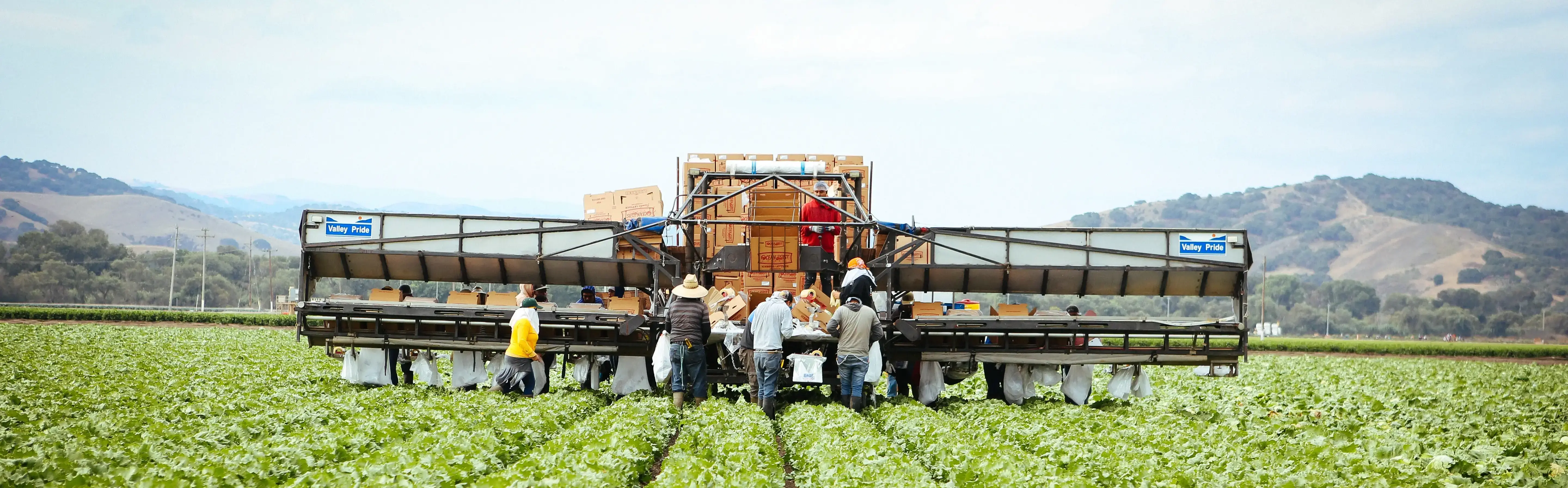 Ocean Mist Field, Harvester-1